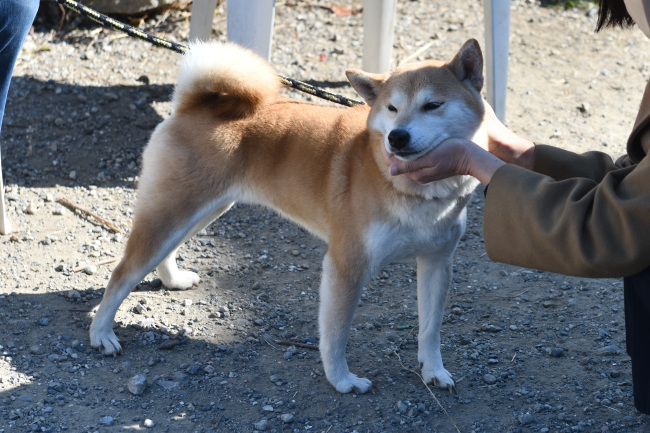 ゆきまる君の飼い主様に挨拶をするムギ