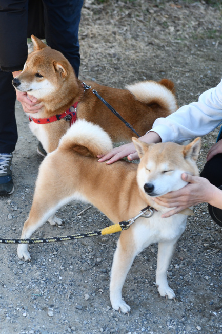 柴犬ムギとゆきまる君