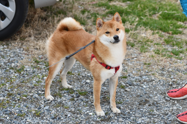 柴犬ゆきまる君の写真