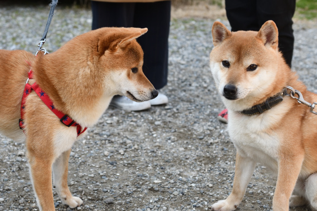お父さんの菊次郎くんとゆきまる君
