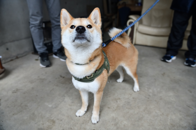3歳の柴犬レム君