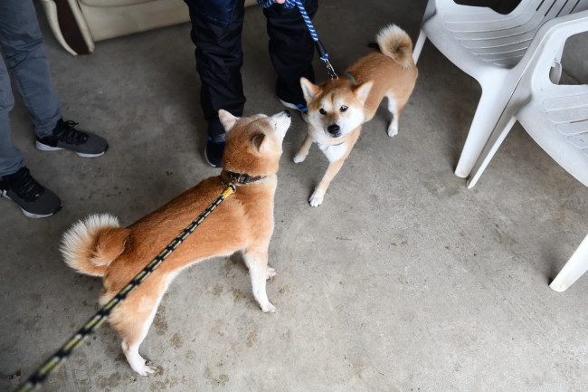 お母さんの美里とレム君の再会