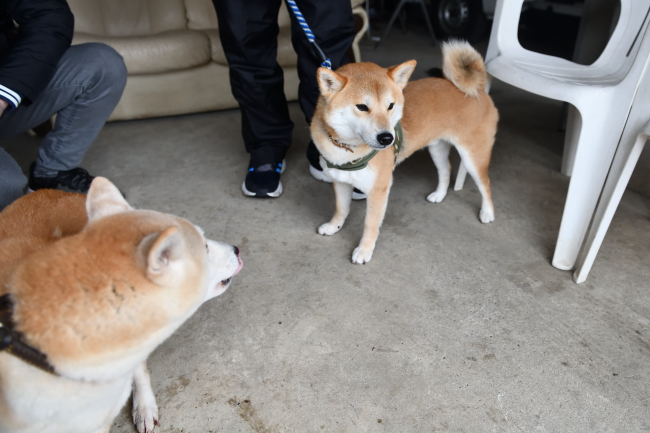 お母さんの美里とレム君の再会