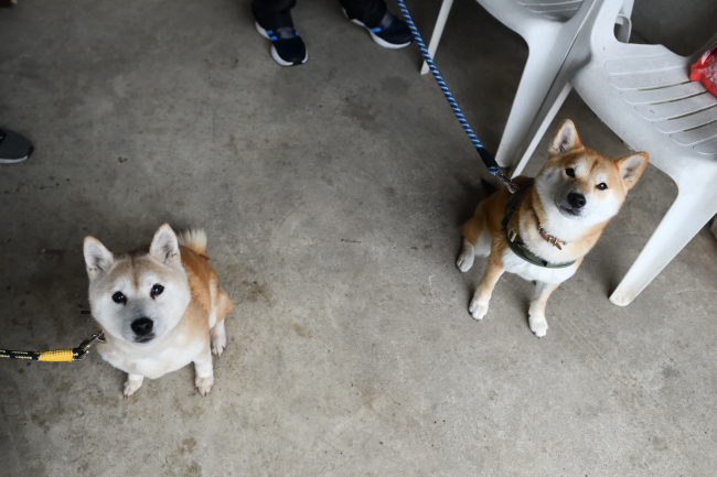 お母さんの美里とレム君の再会