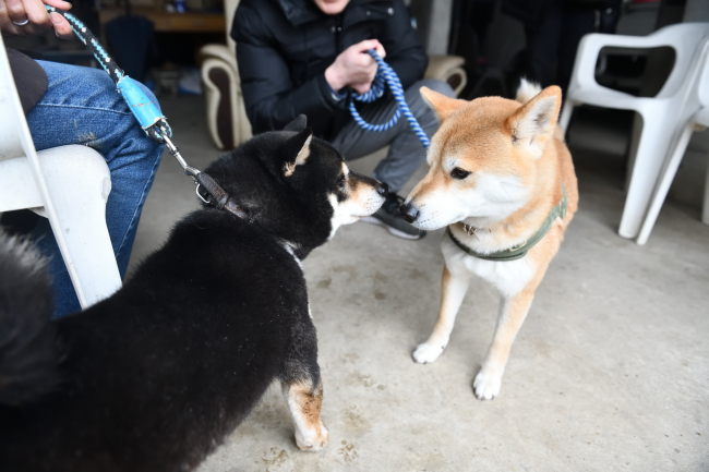 お父さんの二郎君とレム君の再会