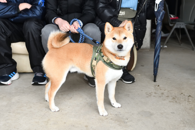 3歳の柴犬レム君