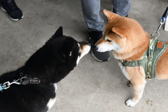 赤柴レム君と黒柴二郎君