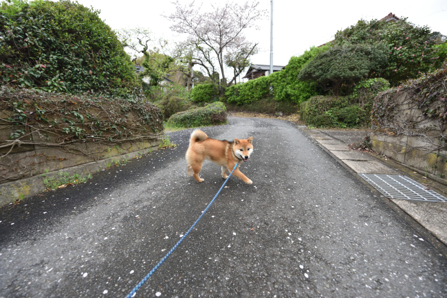 柴犬凪ちゃん7か月の写真