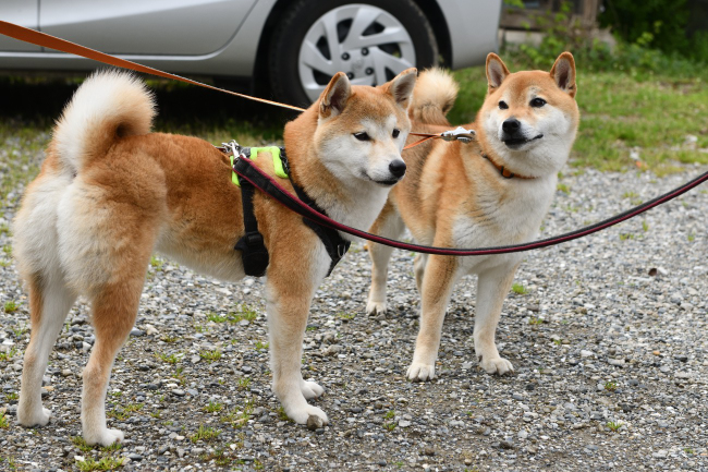 仲良し柴犬琥太郎くんと赤丸ちゃん