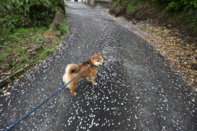 柴犬凪ちゃん7か月の写真