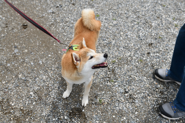柴犬赤丸ちゃん