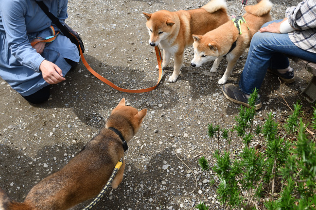 お母さんのかりんと柴犬琥太郎くんの再会