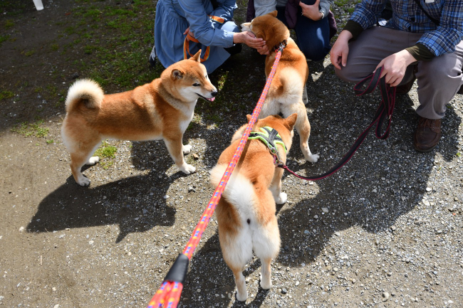 赤丸ちゃんのお母さんの柴犬ムギとの再会？