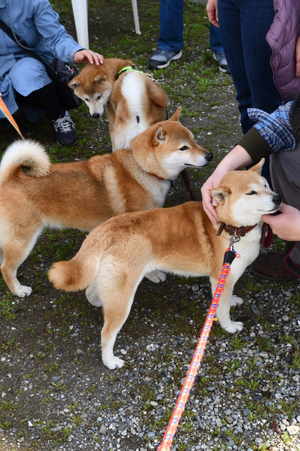 いつも道理の行動をするムギ