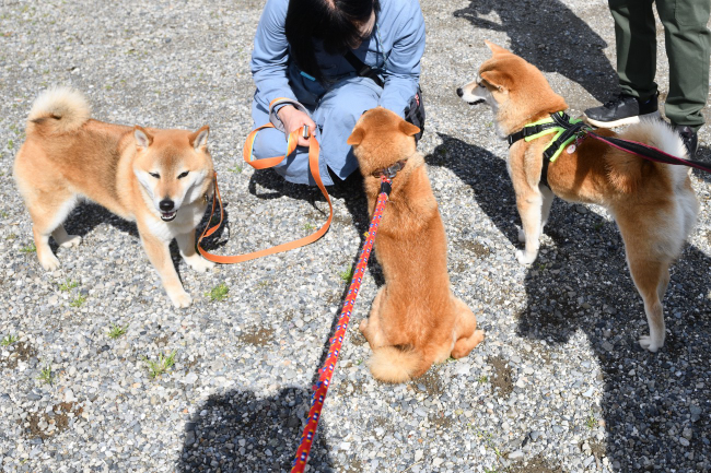 赤丸ちゃんの妹の柴犬茶々