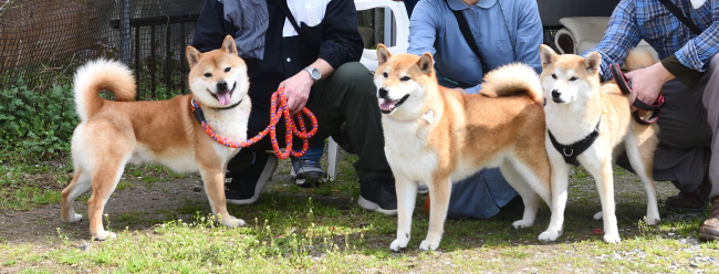 柴犬菊次郎くん（左）琥太郎くん（真ん中）赤丸ちゃん（右）の集合写真