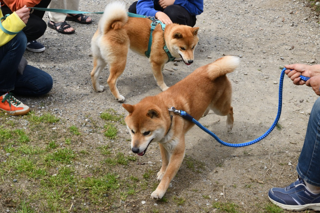 抱き合って喜ぶ柴犬父子の再会