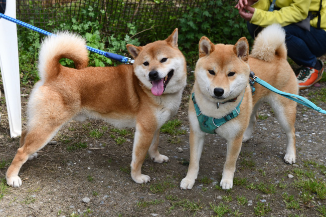 父子の語り合いをする柴犬