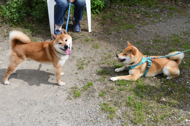 父子の語り合いをする柴犬