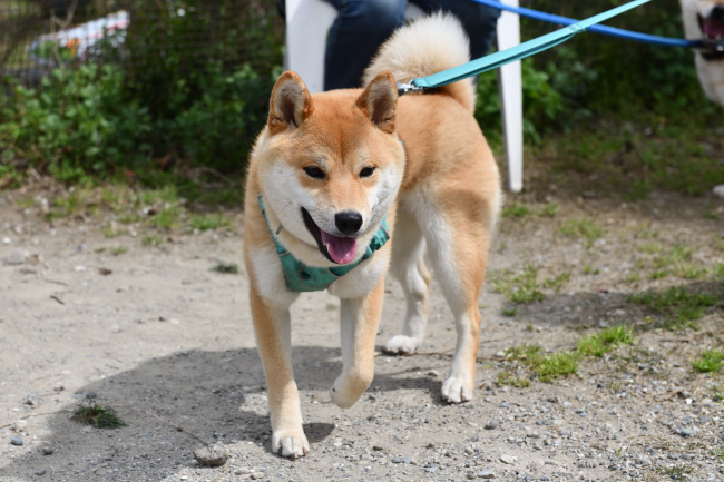 9か月に成長した柴犬かい君