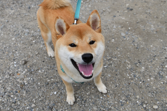 9か月に成長した柴犬かい君