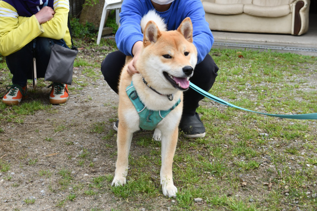 9か月に成長した柴犬かい君