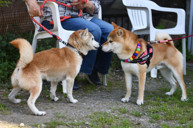 お母さんのあずきとはちみつ君の再会