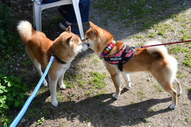 お父さんの源太くんと再会するはちみつ君