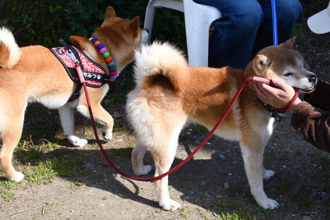 はちみつ君の飼い主様に挨拶する源太くん
