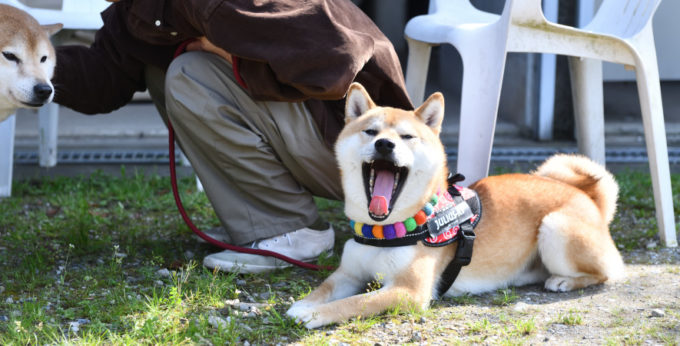 お父さんの源太くんとはちみつ君