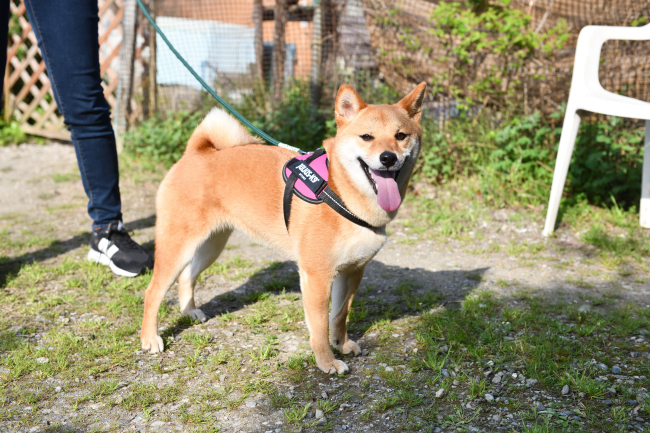 柴犬ふーこちゃんの写真
