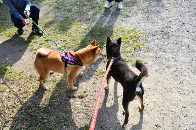 お母さんの黒柴唯ちゃんとふーこちゃん