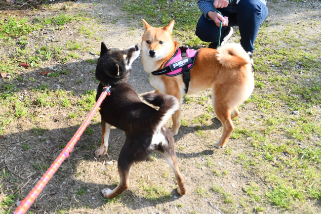 お母さんの黒柴唯ちゃんとふーこちゃん