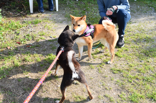 お母さんの黒柴唯ちゃんとふーこちゃん