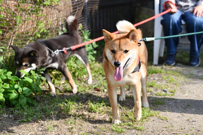 お母さんの黒柴唯ちゃんとふーこちゃん