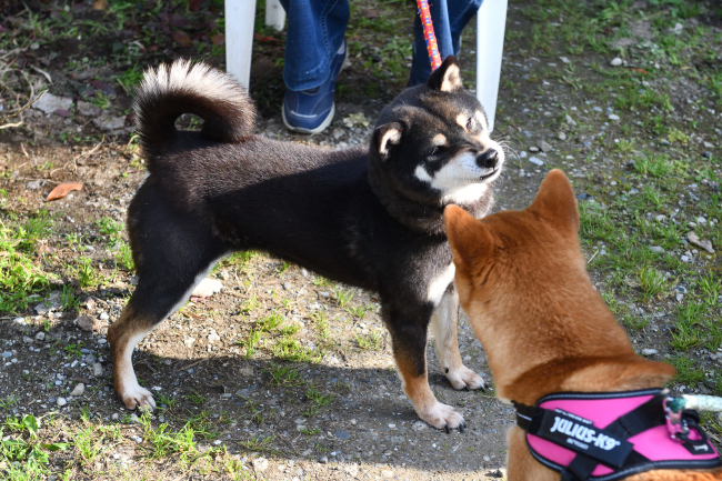 黒柴唯ちゃんと娘のふーこちゃん