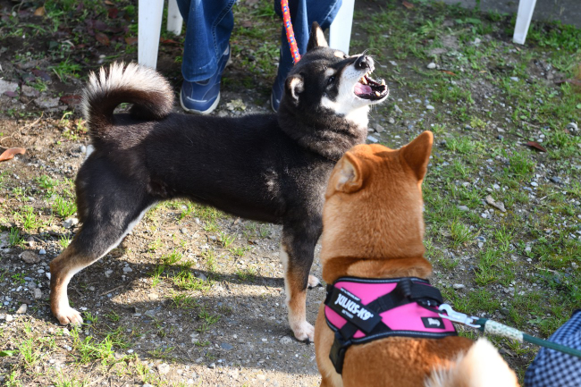 カツカツカツと口を鳴らして娘にアピールする黒柴唯ちゃん