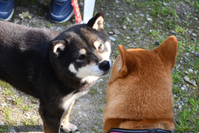 黒柴唯ちゃんと娘のふーこちゃん