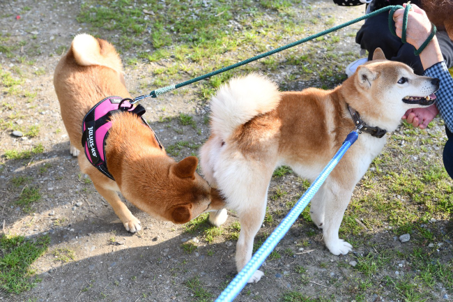 お父さんの源太くんと娘のふーこちゃんの再会