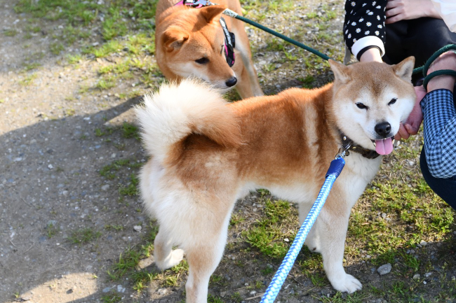 お父さんの源太くんと娘のふーこちゃんの再会