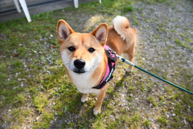 柴犬ふーこちゃんの写真