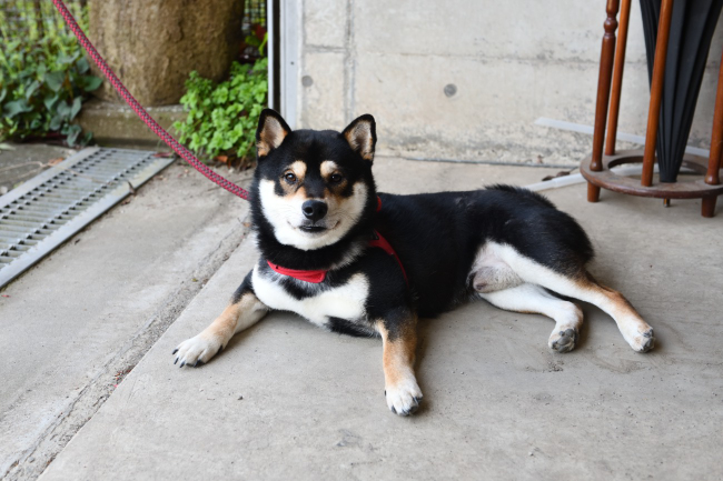 黒柴秋太郎くん2歳の写真