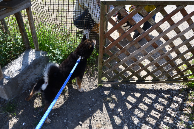 黒柴二郎君と黒柴秋太郎くんの再会