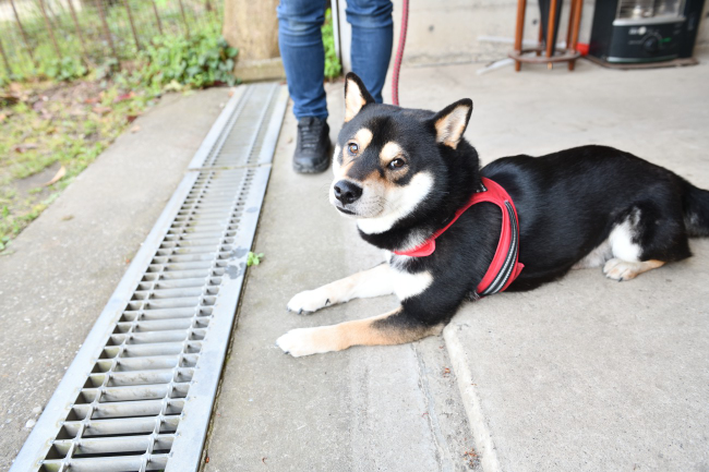 黒柴秋太郎くんの写真