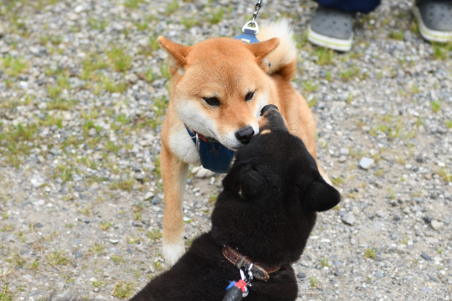 お母さんの黒柴マリモとの再会