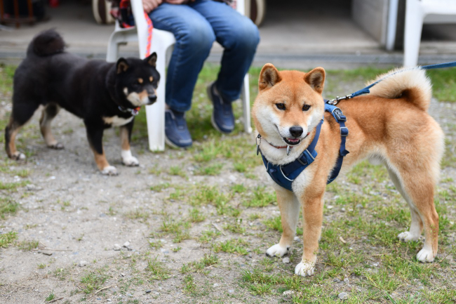 黒柴マリモと柴犬ポチ君