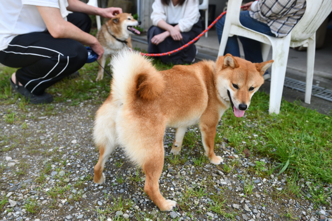 今年は2歳のふうちゃん