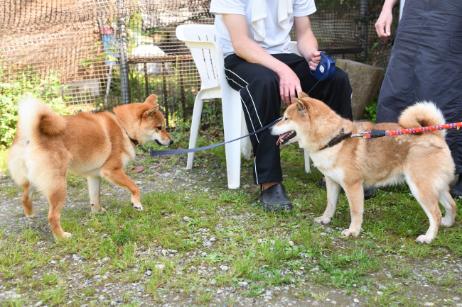 お母さんの春ちゃんとふうちゃんの再会
