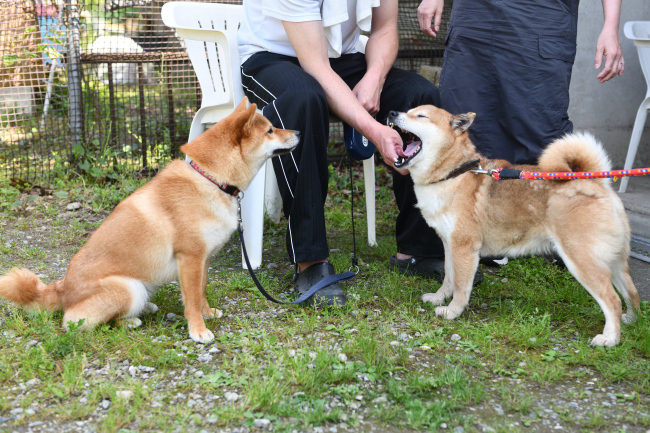 お母さんの春ちゃんとふうちゃんの再会