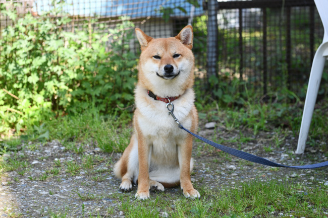 今年は2歳のふうちゃん